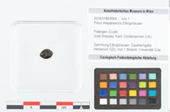 Foto (Objekt + Etikett) von Pinus sheppeyensis Ettingshausen (NHMW-GEO-2024-0188-8969)